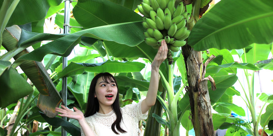 大垣産高級バナナを体験
