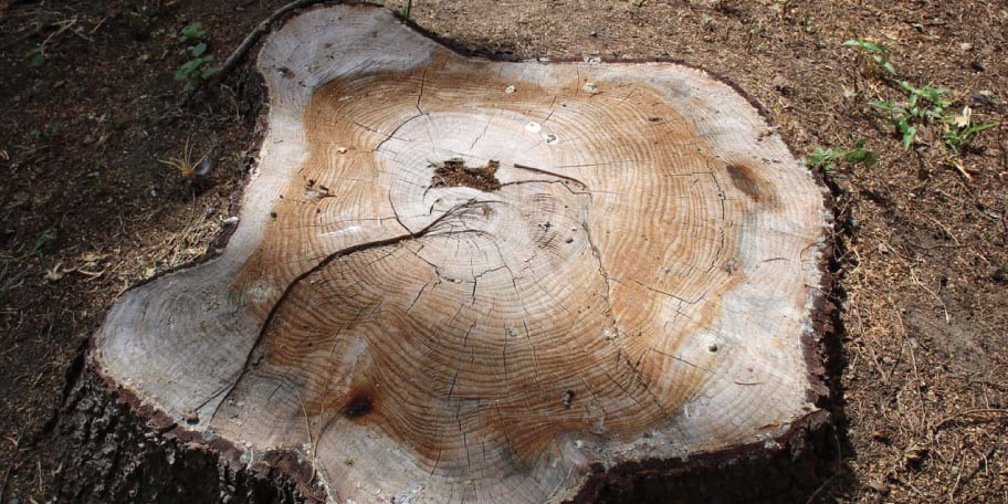 古写真と切り株でたどる大垣の歴史