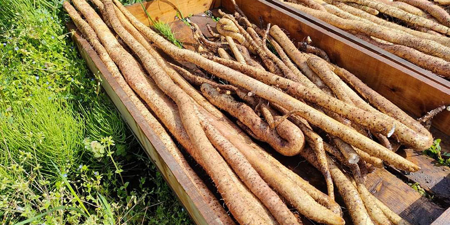 秋の収穫祭 じねんじょとサツマイモ堀りin田の中屋